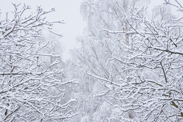 Gałęzie pokryte śniegiem