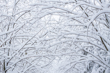 Drzewa pokryte śniegiem - obrazy, fototapety, plakaty