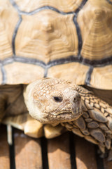 ケヅメリクガメ