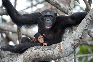 Female chimpanzee with a baby on mangrove trees. Republic of the Congo. Conkouati-Douli Reserve. An excellent illustration.