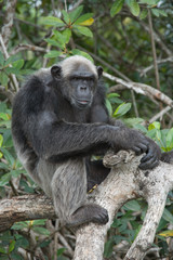 Naklejka na ściany i meble Chimpanzee on mangrove branches. Republic of the Congo. Conkouati-Douli Reserve. An excellent illustration.