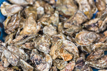 Oysters market in Cancale, France