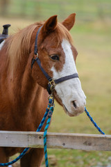 馬のポートレート
