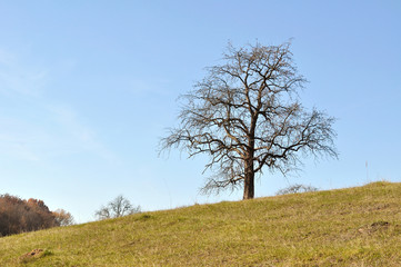 Obraz premium tree in field