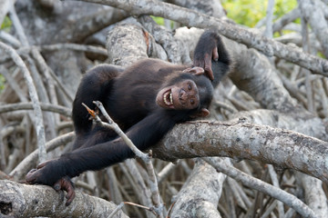 Chimpanzee on mangrove branches. Republic of the Congo. Conkouati-Douli Reserve. An excellent illustration.