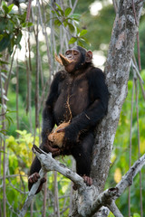 Chimpanzee on mangrove branches. Republic of the Congo. Conkouati-Douli Reserve. An excellent illustration.