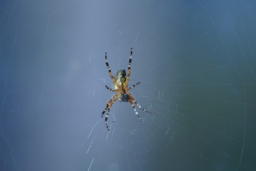 spider