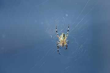 spider