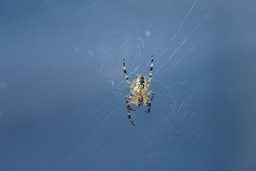 spider