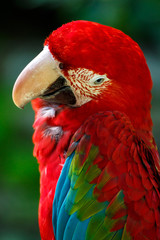 アカコンゴウインコ