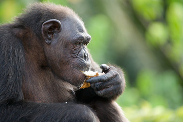 Chimpanzees eat vegetables. Republic of the Congo. Conkouati-Douli Reserve. An excellent illustration.