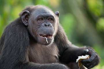 Chimpanzees eat vegetables. Republic of the Congo. Conkouati-Douli Reserve. An excellent illustration.