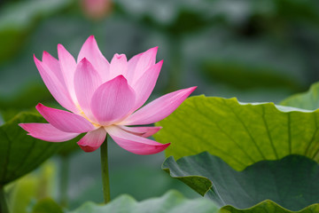 Obraz premium 蓮の花