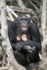 Female chimpanzee with a baby on mangrove trees. Republic of the Congo. Conkouati-Douli Reserve. 
