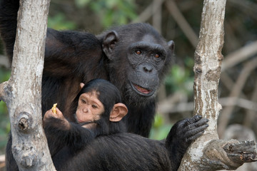 Female chimpanzee with a baby on mangrove trees. Republic of the Congo. Conkouati-Douli Reserve. 