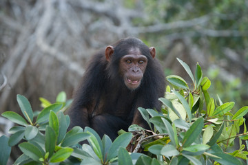 Chimpanzee on mangrove branches. Republic of the Congo. Conkouati-Douli Reserve. An excellent illustration.