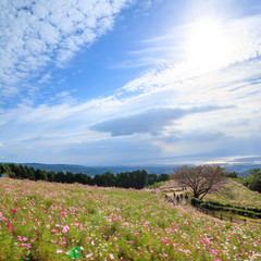 コスモス畑＠長崎県諫早市白木峰