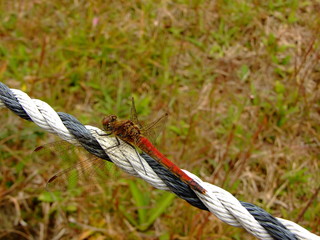 アキアカネ（2015年10月10日　岐阜県恵那市）