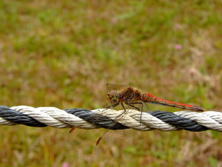 アキアカネ（2015年10月10日　岐阜県恵那市）