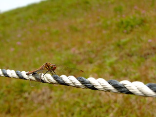 アキアカネ（2015年10月10日　岐阜県恵那市）