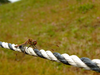 アキアカネ（2015年10月10日　岐阜県恵那市）