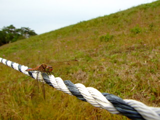 アキアカネ（2015年10月10日　岐阜県恵那市）