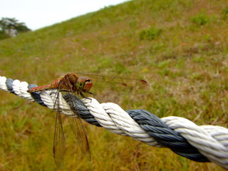 アキアカネ（2015年10月10日　岐阜県恵那市）