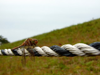 アキアカネ（2015年10月10日　岐阜県恵那市）
