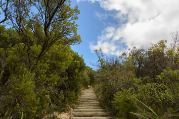 Fototapeta na wymiar Wooden staircase footpath going through green bush