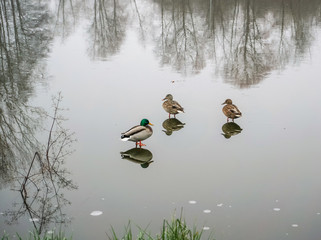 ducks on a frozen pond and reflection 