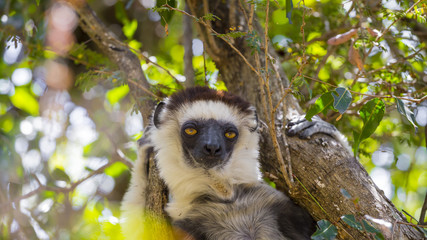 Hairy Verraux's Sifaka lemur head portrait in Madagascar wildlife