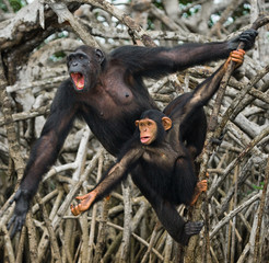 A female chimpanzee with a baby on mangrove trees. Republic of the Congo. Conkouati-Douli Reserve. An excellent illustration.