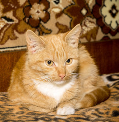 Cute Ginger Cat