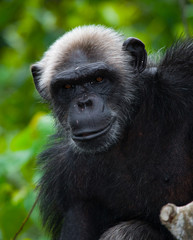 Portrait of a male chimpanzee. Republic of the Congo. Conkouati-Douli Reserve. An excellent illustration.