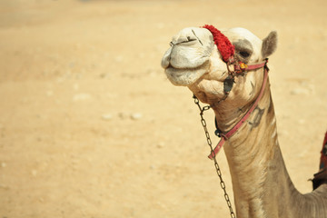 The camel feels great in desert, despite the heat, Giza, Egypt.