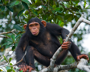 A baby chimpanzee on mangrove branches. Republic of the Congo. Conkouati-Douli Reserve. An excellent illustration.