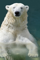 Fototapeta premium Белый медведь купается.