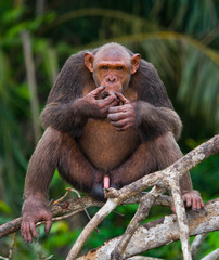 Male Chimpanzee on mangrove branches. Republic of the Congo. Conkouati-Douli Reserve. An excellent illustration.