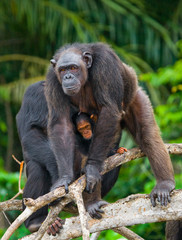 Female chimpanzee with a baby on mangrove trees. Republic of the Congo. Conkouati-Douli Reserve. 
