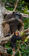 A female chimpanzee with a baby on mangrove trees. Republic of the Congo. Conkouati-Douli Reserve. An excellent illustration.