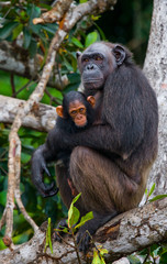 Female chimpanzee with a baby on mangrove trees. Republic of the Congo. Conkouati-Douli Reserve. 