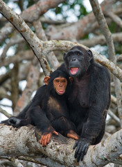 A female chimpanzee with a baby on mangrove trees. Republic of the Congo. Conkouati-Douli Reserve. An excellent illustration.