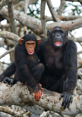 A female chimpanzee with a baby on mangrove trees. Republic of the Congo. Conkouati-Douli Reserve. An excellent illustration.