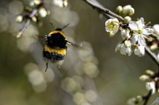 Flying bumblebee, Bombus, view from below