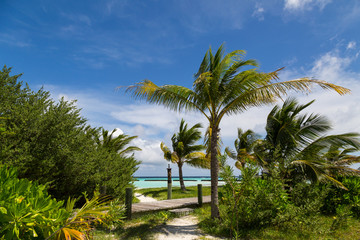 Fototapeta na wymiar auf einer schönen Insel mit Palmen
