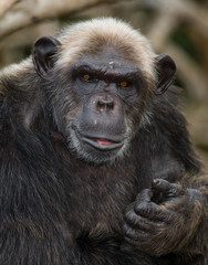 Portrait of a male chimpanzee. Republic of the Congo. Conkouati-Douli Reserve. An excellent illustration.