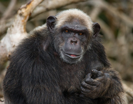 Portrait of a male chimpanzee. Republic of the Congo. Conkouati-Douli Reserve. An excellent illustration.