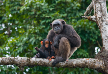 Fototapeta premium A female chimpanzee with a baby on mangrove trees. Republic of the Congo. Conkouati-Douli Reserve. An excellent illustration.