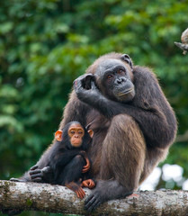 A female chimpanzee with a baby on mangrove trees. Republic of the Congo. Conkouati-Douli Reserve. An excellent illustration.