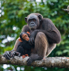 A female chimpanzee with a baby on mangrove trees. Republic of the Congo. Conkouati-Douli Reserve. An excellent illustration.